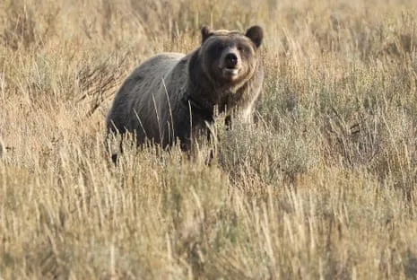Trail Walker Injured by Bear in Wilderness Area Flown to Trauma Center