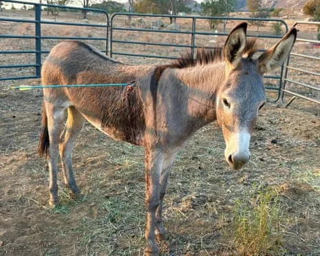 Donkey Recovering After Latest Projectile Strike on Free-Roaming Asses in the Golden State