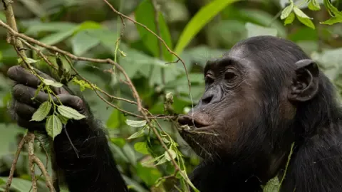Chimpanzees Consuming the Equivalent of a Beer Each Day from Ripe Fruits, Research Finds