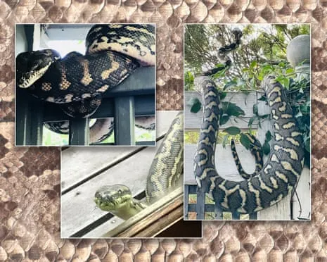 Welcoming the Reptiles in My Ceiling: A Journey from Dread to Respect