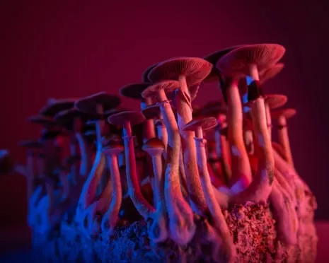Regarding Substances by Justin Smith-Ruiu: A Philosophical Journey into Consciousness Expanders