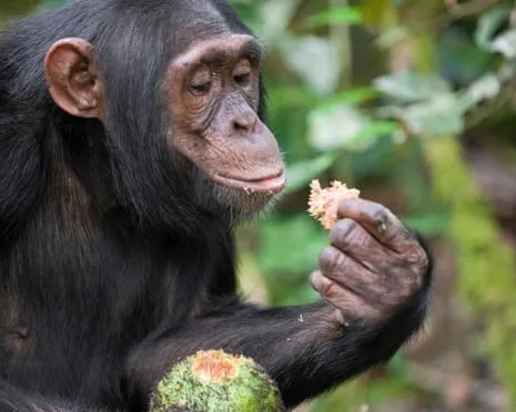 Wild Chimps Drink Daily Alcohol Comparable to a Beer from Fermented Fruit